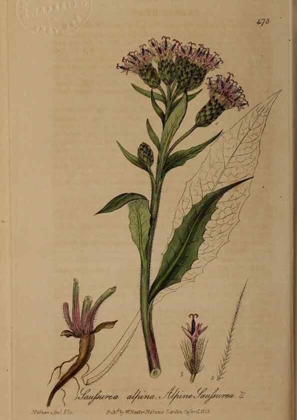 Reproducción/Reproduction 28938064642: British phaenogamous botany,. Oxford,Published by the author, sold by J.H. Parker [etc.]1834-43.