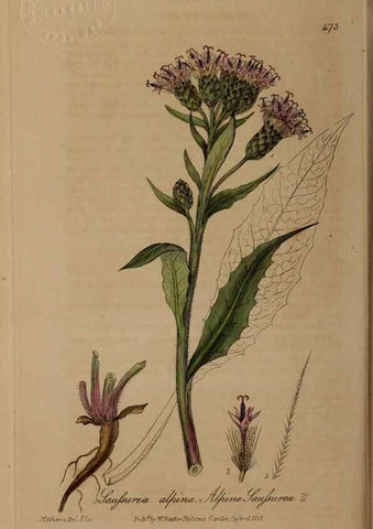 Reproducción/Reproduction 28938064642: British phaenogamous botany,. Oxford,Published by the author, sold by J.H. Parker [etc.]1834-43.