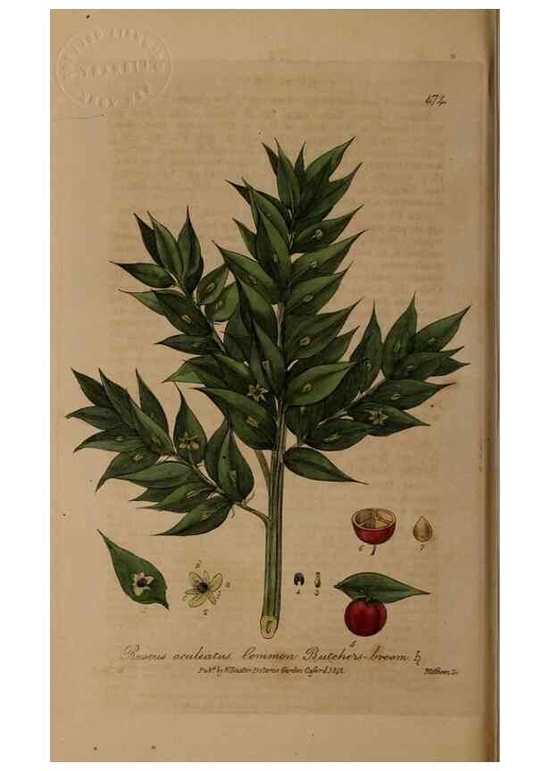 Reproducción/Reproduction 28425893323: British phaenogamous botany,. Oxford,Published by the author, sold by J.H. Parker [etc.]1834-43.