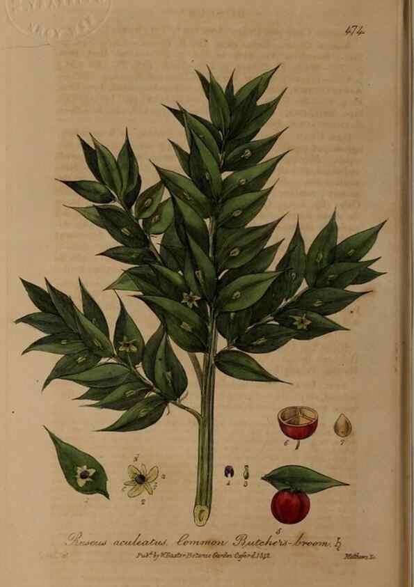 Reproducción/Reproduction 28425893323: British phaenogamous botany,. Oxford,Published by the author, sold by J.H. Parker [etc.]1834-43.