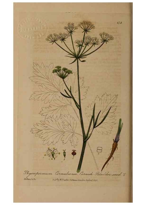 Reproducción/Reproduction 28422804004: British phaenogamous botany,. Oxford,Published by the author, sold by J.H. Parker [etc.]1834-43.