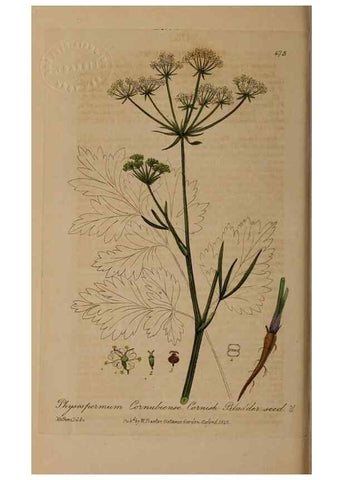 Reproducción/Reproduction 28422804004: British phaenogamous botany,. Oxford,Published by the author, sold by J.H. Parker [etc.]1834-43.