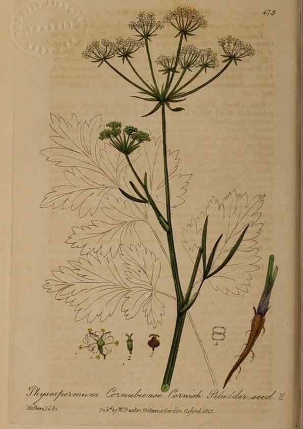 Reproducción/Reproduction 28422804004: British phaenogamous botany,. Oxford,Published by the author, sold by J.H. Parker [etc.]1834-43.