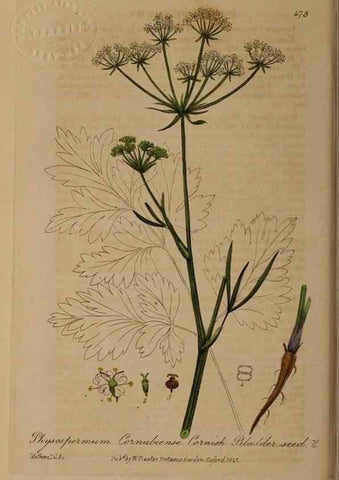 Reproducción/Reproduction 28422804004: British phaenogamous botany,. Oxford,Published by the author, sold by J.H. Parker [etc.]1834-43.