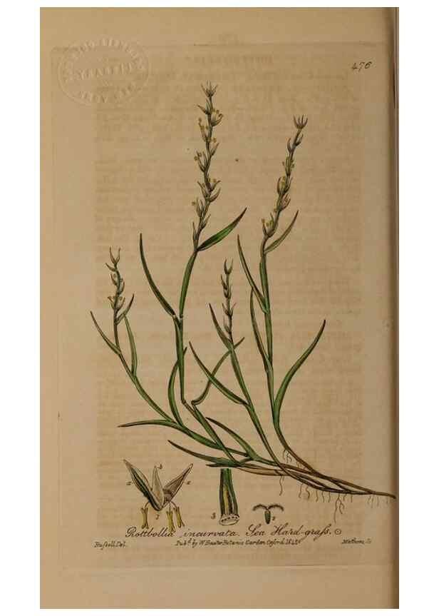 Reproducción/Reproduction 29043482035: British phaenogamous botany,. Oxford,Published by the author, sold by J.H. Parker [etc.]1834-43.