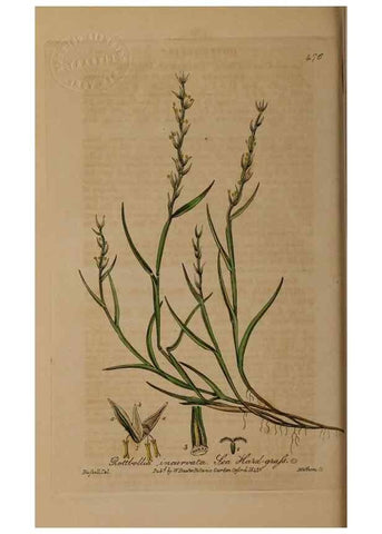Reproducción/Reproduction 29043482035: British phaenogamous botany,. Oxford,Published by the author, sold by J.H. Parker [etc.]1834-43.