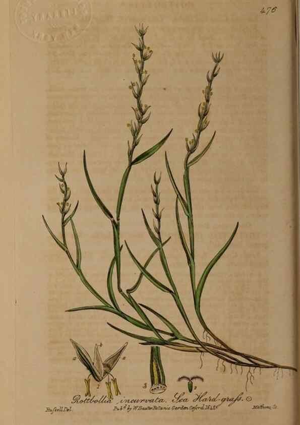Reproducción/Reproduction 29043482035: British phaenogamous botany,. Oxford,Published by the author, sold by J.H. Parker [etc.]1834-43.