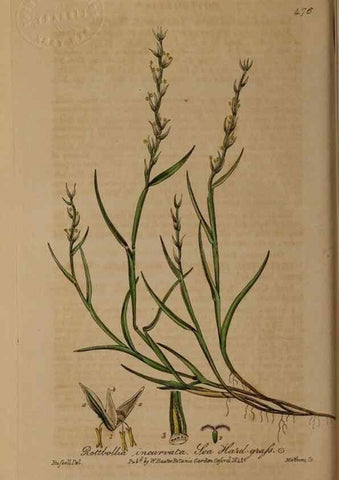 Reproducción/Reproduction 29043482035: British phaenogamous botany,. Oxford,Published by the author, sold by J.H. Parker [etc.]1834-43.