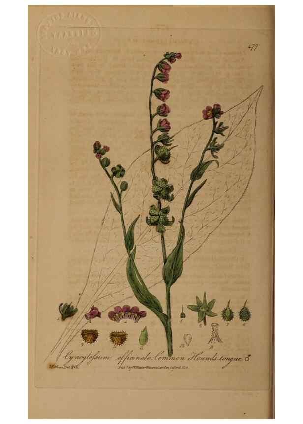 Reproducción/Reproduction 28425904863: British phaenogamous botany,. Oxford,Published by the author, sold by J.H. Parker [etc.]1834-43.