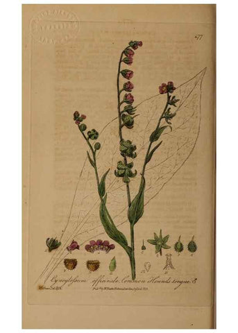 Reproducción/Reproduction 28425904863: British phaenogamous botany,. Oxford,Published by the author, sold by J.H. Parker [etc.]1834-43.