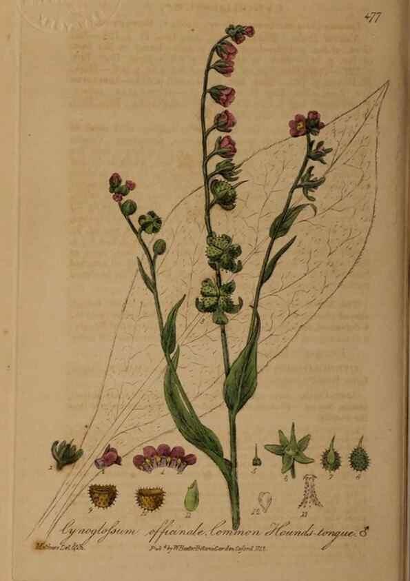 Reproducción/Reproduction 28425904863: British phaenogamous botany,. Oxford,Published by the author, sold by J.H. Parker [etc.]1834-43.
