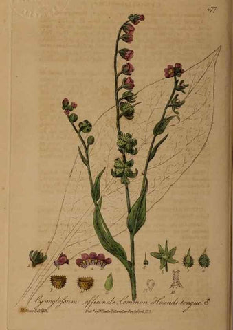 Reproducción/Reproduction 28425904863: British phaenogamous botany,. Oxford,Published by the author, sold by J.H. Parker [etc.]1834-43.