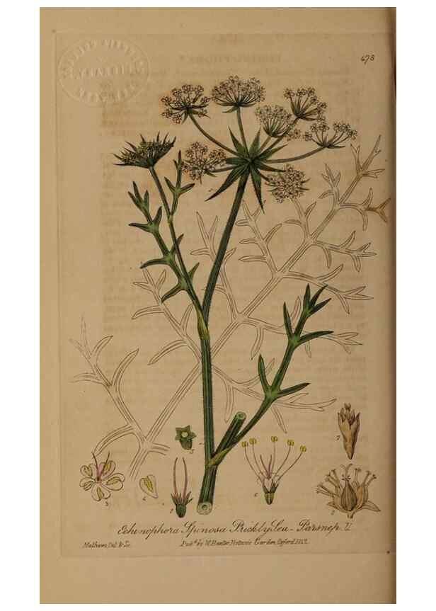 Reproducción/Reproduction 29043490875: British phaenogamous botany,. Oxford,Published by the author, sold by J.H. Parker [etc.]1834-43.