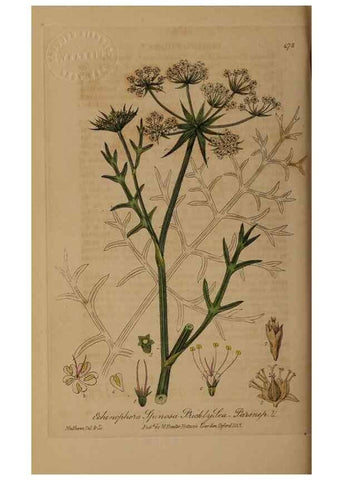 Reproducción/Reproduction 29043490875: British phaenogamous botany,. Oxford,Published by the author, sold by J.H. Parker [etc.]1834-43.