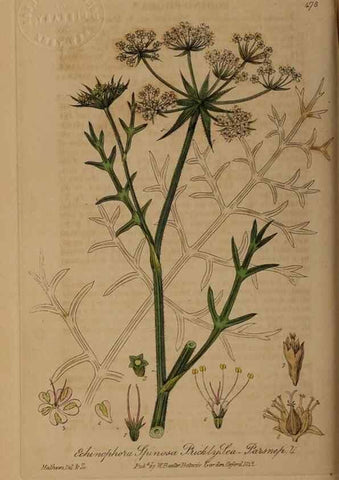 Reproducción/Reproduction 29043490875: British phaenogamous botany,. Oxford,Published by the author, sold by J.H. Parker [etc.]1834-43.
