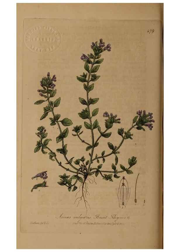 Reproducción/Reproduction 28422813964: British phaenogamous botany,. Oxford,Published by the author, sold by J.H. Parker [etc.]1834-43.