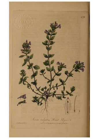 Reproducción/Reproduction 28422813964: British phaenogamous botany,. Oxford,Published by the author, sold by J.H. Parker [etc.]1834-43.