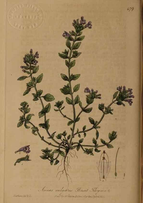 Reproducción/Reproduction 28422813964: British phaenogamous botany,. Oxford,Published by the author, sold by J.H. Parker [etc.]1834-43.