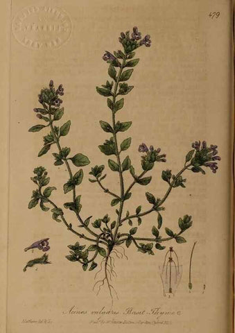 Reproducción/Reproduction 28422813964: British phaenogamous botany,. Oxford,Published by the author, sold by J.H. Parker [etc.]1834-43.