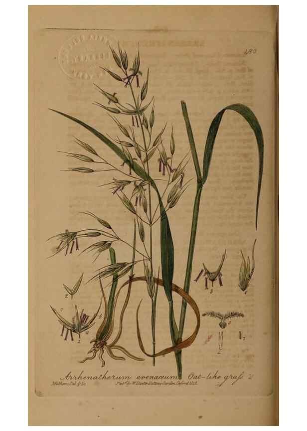 Reproducción/Reproduction 28967533001: British phaenogamous botany,. Oxford,Published by the author, sold by J.H. Parker [etc.]1834-43.