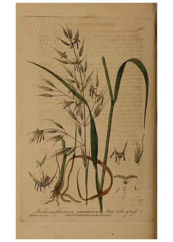 Reproducción/Reproduction 28967533001: British phaenogamous botany,. Oxford,Published by the author, sold by J.H. Parker [etc.]1834-43.