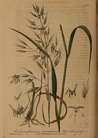 Reproducción/Reproduction 28967533001: British phaenogamous botany,. Oxford,Published by the author, sold by J.H. Parker [etc.]1834-43.