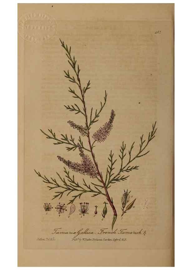 Reproducción/Reproduction 29010536156: British phaenogamous botany,. Oxford,Published by the author, sold by J.H. Parker [etc.]1834-43.