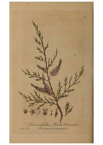 Reproducción/Reproduction 29010536156: British phaenogamous botany,. Oxford,Published by the author, sold by J.H. Parker [etc.]1834-43.