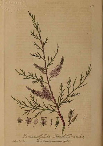 Reproducción/Reproduction 29010536156: British phaenogamous botany,. Oxford,Published by the author, sold by J.H. Parker [etc.]1834-43.