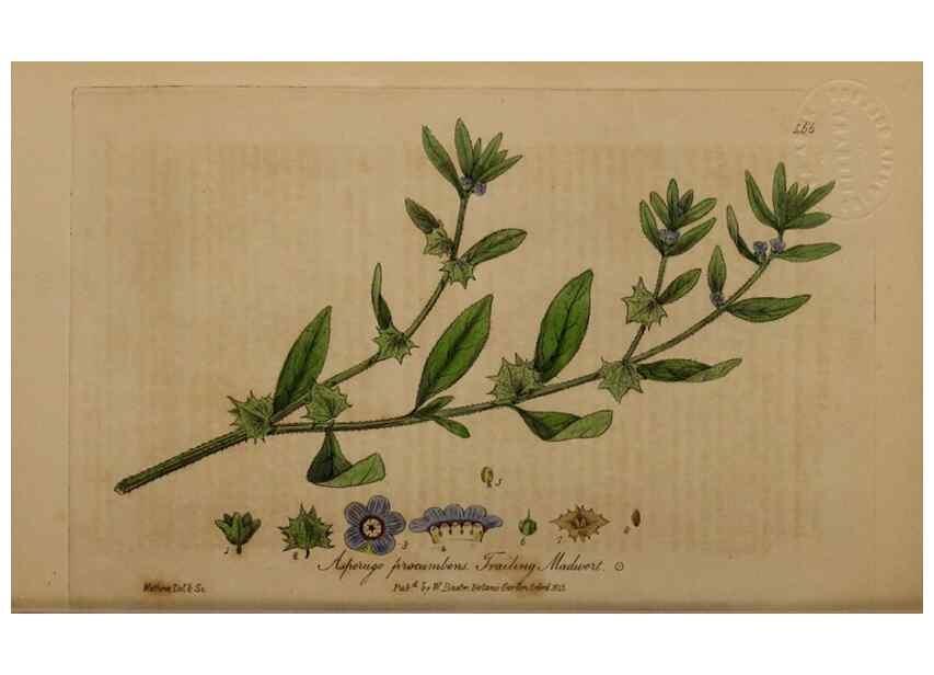 Reproducción/Reproduction 28425879013: British phaenogamous botany,. Oxford,Published by the author, sold by J.H. Parker [etc.]1834-43.