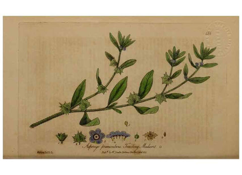 Reproducción/Reproduction 28425879013: British phaenogamous botany,. Oxford,Published by the author, sold by J.H. Parker [etc.]1834-43.