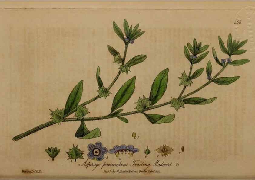 Reproducción/Reproduction 28425879013: British phaenogamous botany,. Oxford,Published by the author, sold by J.H. Parker [etc.]1834-43.