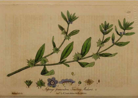 Reproducción/Reproduction 28425879013: British phaenogamous botany,. Oxford,Published by the author, sold by J.H. Parker [etc.]1834-43.