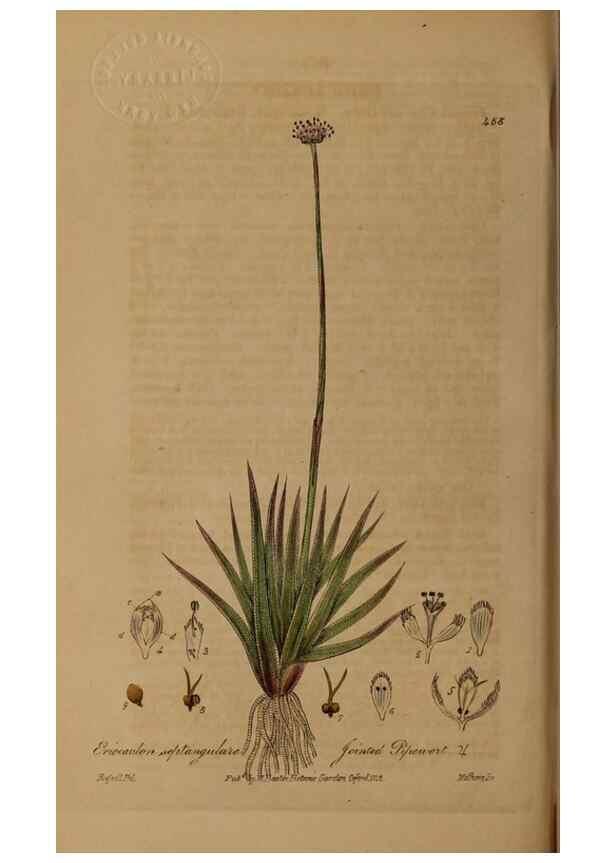 Reproducción/Reproduction 28967501091: British phaenogamous botany,. Oxford,Published by the author, sold by J.H. Parker [etc.]1834-43.