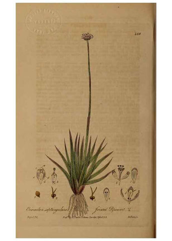 Reproducción/Reproduction 28967501091: British phaenogamous botany,. Oxford,Published by the author, sold by J.H. Parker [etc.]1834-43.