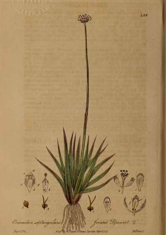 Reproducción/Reproduction 28967501091: British phaenogamous botany,. Oxford,Published by the author, sold by J.H. Parker [etc.]1834-43.