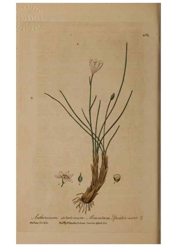 Reproducción/Reproduction 28967498101: British phaenogamous botany,. Oxford,Published by the author, sold by J.H. Parker [etc.]1834-43.