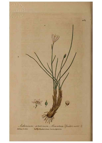 Reproducción/Reproduction 28967498101: British phaenogamous botany,. Oxford,Published by the author, sold by J.H. Parker [etc.]1834-43.