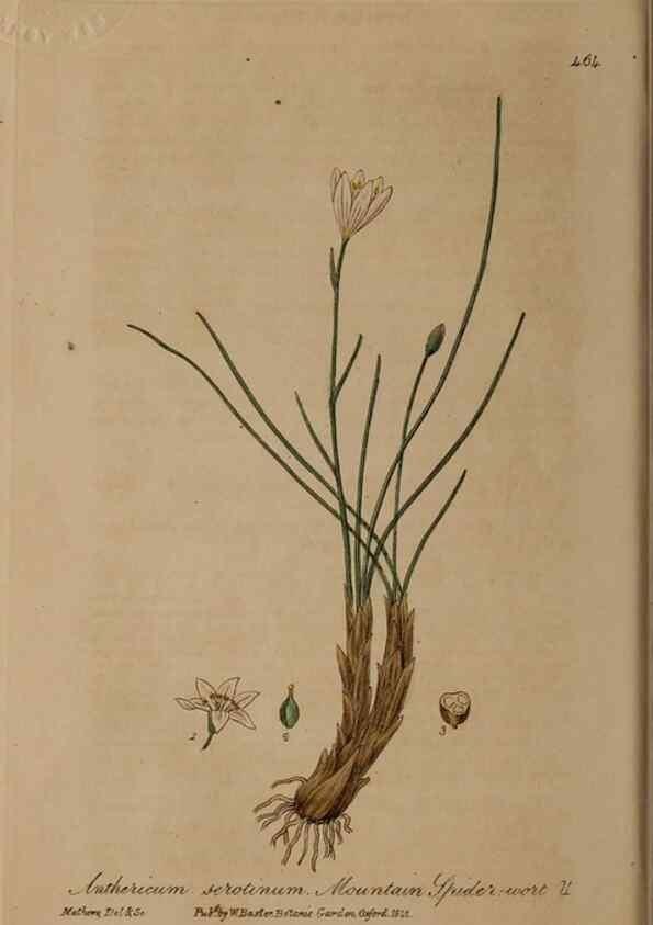 Reproducción/Reproduction 28967498101: British phaenogamous botany,. Oxford,Published by the author, sold by J.H. Parker [etc.]1834-43.
