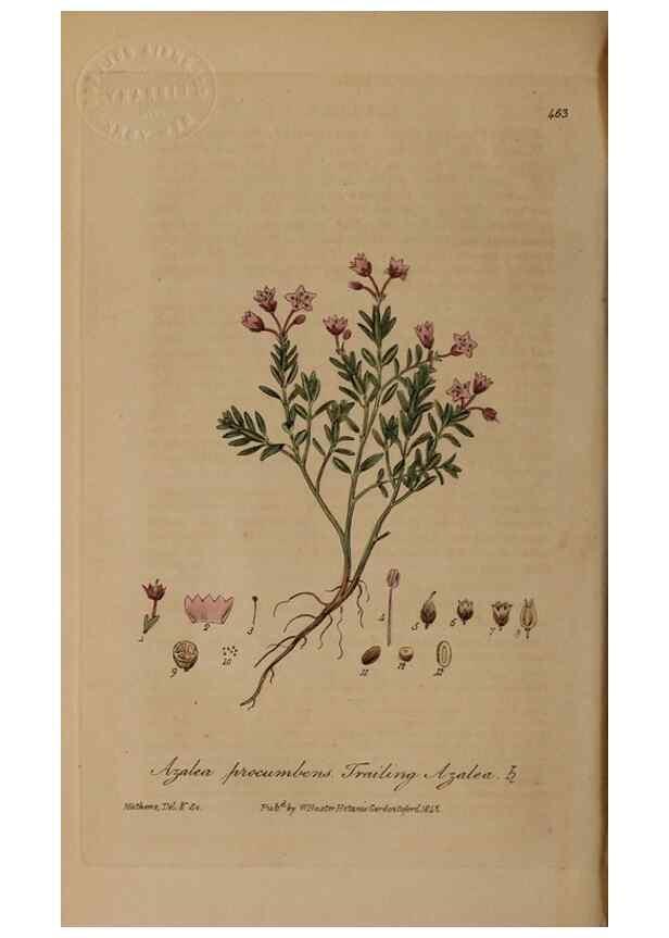 Reproducción/Reproduction 28967495471: British phaenogamous botany,. Oxford,Published by the author, sold by J.H. Parker [etc.]1834-43.