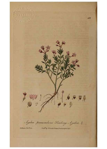 Reproducción/Reproduction 28967495471: British phaenogamous botany,. Oxford,Published by the author, sold by J.H. Parker [etc.]1834-43.
