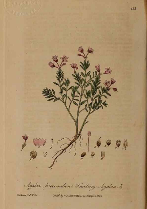 Reproducción/Reproduction 28967495471: British phaenogamous botany,. Oxford,Published by the author, sold by J.H. Parker [etc.]1834-43.
