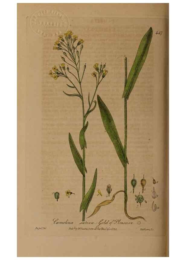 Reproducción/Reproduction 28967458911: British phaenogamous botany,. Oxford,Published by the author, sold by J.H. Parker [etc.]1834-43.
