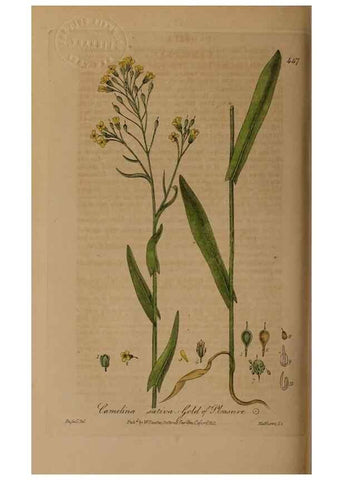 Reproducción/Reproduction 28967458911: British phaenogamous botany,. Oxford,Published by the author, sold by J.H. Parker [etc.]1834-43.