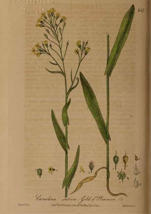 Reproducción/Reproduction 28967458911: British phaenogamous botany,. Oxford,Published by the author, sold by J.H. Parker [etc.]1834-43.