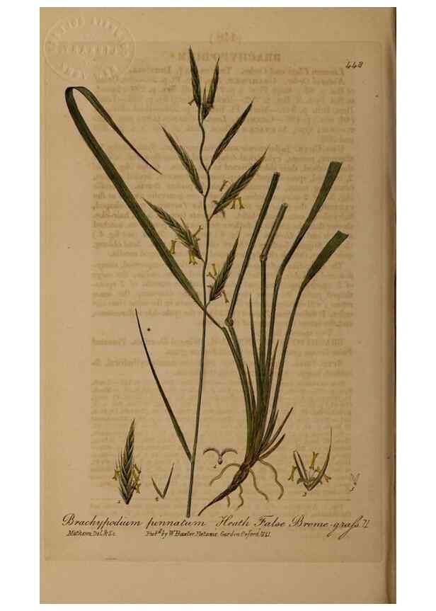 Reproducción/Reproduction 29043399745: British phaenogamous botany,. Oxford,Published by the author, sold by J.H. Parker [etc.]1834-43.