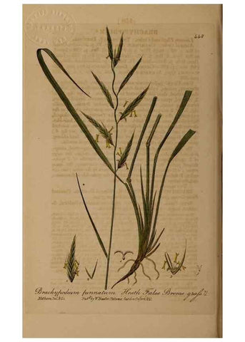 Reproducción/Reproduction 29043399745: British phaenogamous botany,. Oxford,Published by the author, sold by J.H. Parker [etc.]1834-43.