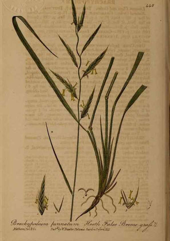 Reproducción/Reproduction 29043399745: British phaenogamous botany,. Oxford,Published by the author, sold by J.H. Parker [etc.]1834-43.
