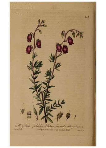Reproducción/Reproduction 28425838683: British phaenogamous botany,. Oxford,Published by the author, sold by J.H. Parker [etc.]1834-43.