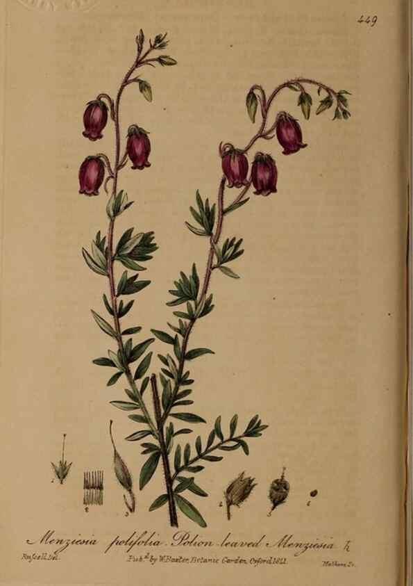 Reproducción/Reproduction 28425838683: British phaenogamous botany,. Oxford,Published by the author, sold by J.H. Parker [etc.]1834-43.